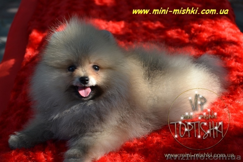 Щенки померанского шпица SHOW-CLASSA! - <ro>Изображение</ro><ru>Изображение</ru> #7, <ru>Объявление</ru> #670476