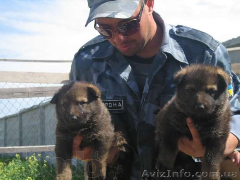 Продам щенков немецкой овчарки, 1,5 мес - <ro>Изображение</ro><ru>Изображение</ru> #2, <ru>Объявление</ru> #671102