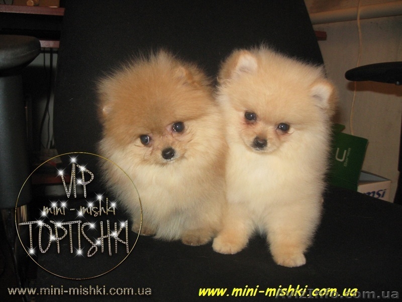 Щенки померанского шпица SHOW-CLASSA! - <ro>Изображение</ro><ru>Изображение</ru> #2, <ru>Объявление</ru> #670476