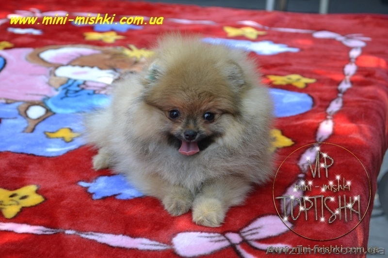 Щенки померанского шпица SHOW-CLASSA! - <ro>Изображение</ro><ru>Изображение</ru> #1, <ru>Объявление</ru> #670476