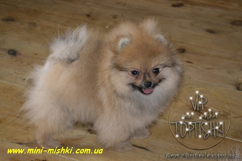 Щенки померанского шпица SHOW-CLASSA! - <ro>Изображение</ro><ru>Изображение</ru> #9, <ru>Объявление</ru> #670476