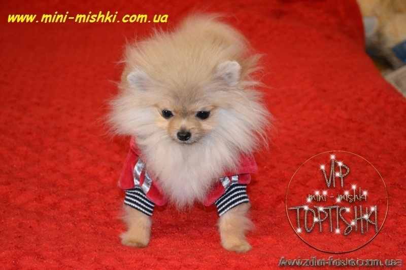 Щенки померанского шпица SHOW-CLASSA! - <ro>Изображение</ro><ru>Изображение</ru> #5, <ru>Объявление</ru> #670476