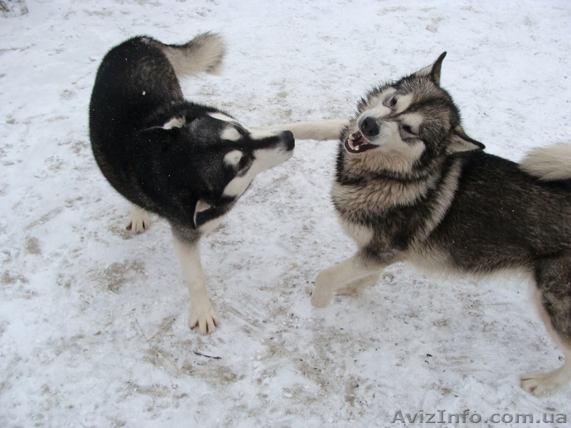 Аляскинский маламут  щенки - <ro>Изображение</ro><ru>Изображение</ru> #3, <ru>Объявление</ru> #661820