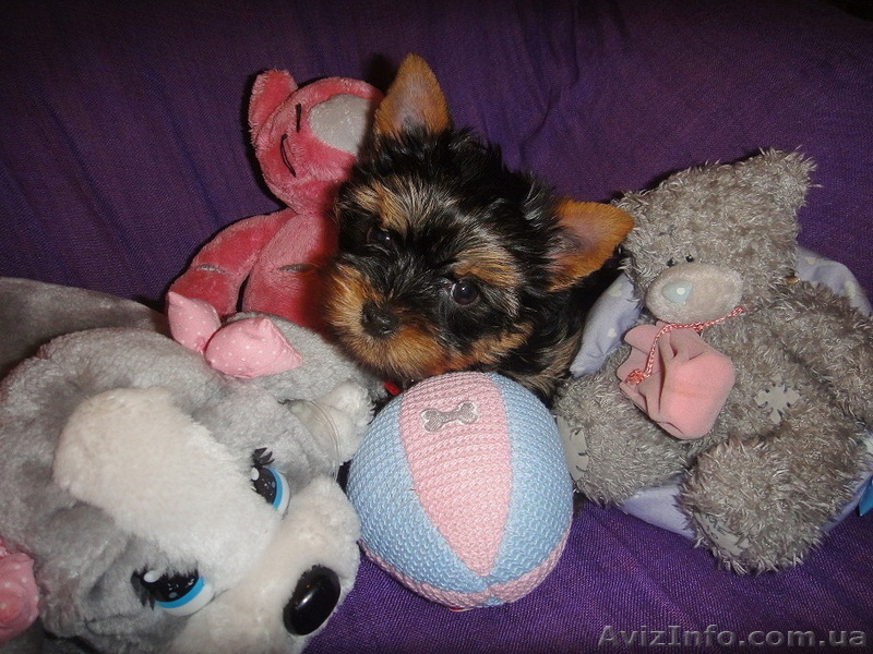 Миничка и мини стандарт йоркширского терьера с документами КСУ - <ro>Изображение</ro><ru>Изображение</ru> #1, <ru>Объявление</ru> #656023