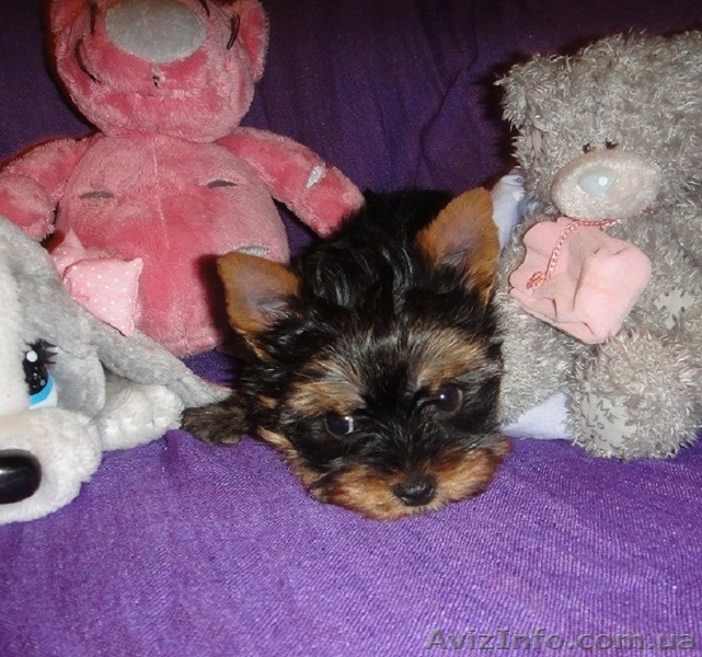 Миничка и мини стандарт йоркширского терьера с документами КСУ - <ro>Изображение</ro><ru>Изображение</ru> #2, <ru>Объявление</ru> #656023