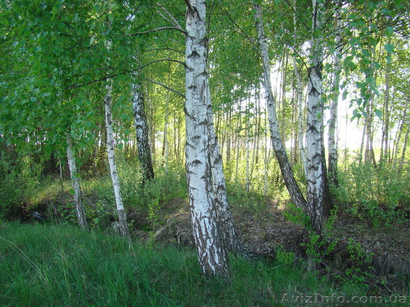 Продпм дачу! Бородянский район с. Шибене - <ro>Изображение</ro><ru>Изображение</ru> #6, <ru>Объявление</ru> #642088