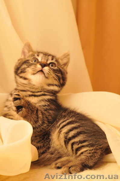 Котенка Курильский бобтейл - <ro>Изображение</ro><ru>Изображение</ru> #3, <ru>Объявление</ru> #671212