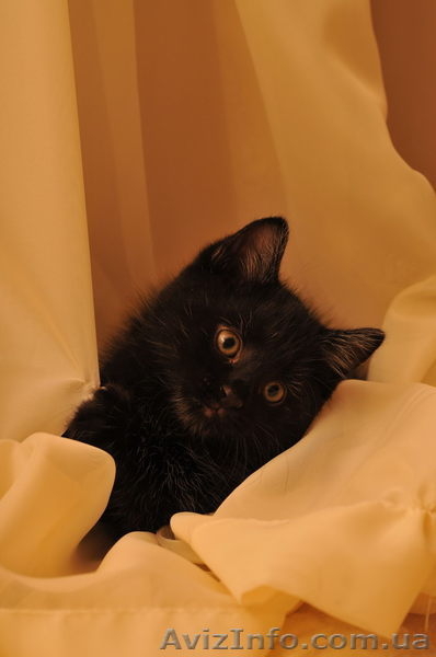 Котенка Курильский бобтейл - <ro>Изображение</ro><ru>Изображение</ru> #1, <ru>Объявление</ru> #671212