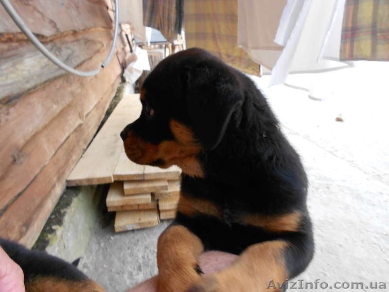 Надёжная защита Вас и вашего имущества - <ro>Изображение</ro><ru>Изображение</ru> #8, <ru>Объявление</ru> #669756