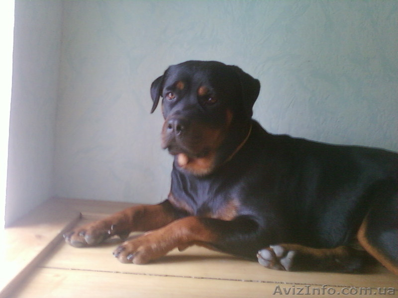 Надёжная защита Вас и вашего имущества - <ro>Изображение</ro><ru>Изображение</ru> #3, <ru>Объявление</ru> #669756