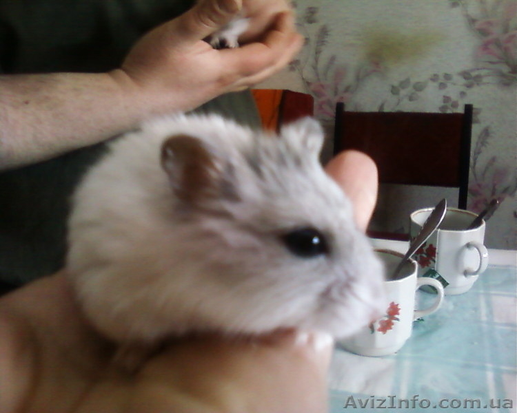 Карликовые  хомячки - <ro>Изображение</ro><ru>Изображение</ru> #3, <ru>Объявление</ru> #651538