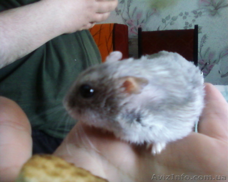 Карликовые  хомячки - <ro>Изображение</ro><ru>Изображение</ru> #2, <ru>Объявление</ru> #651538