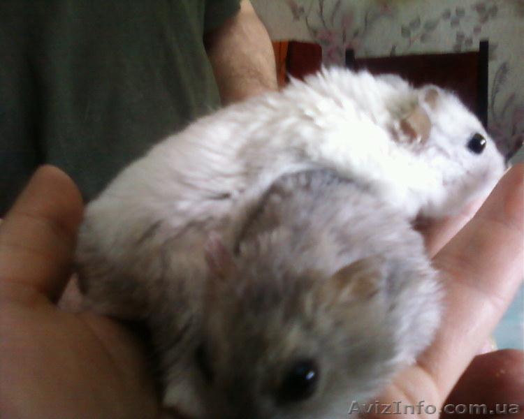 Карликовые  хомячки - <ro>Изображение</ro><ru>Изображение</ru> #1, <ru>Объявление</ru> #651538