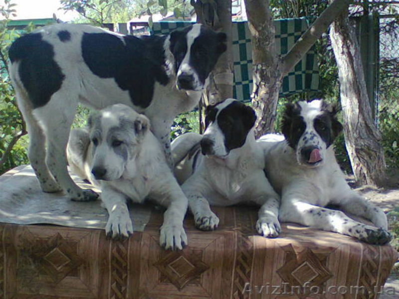 щенки среднеазиатской овчарки (САО, алабай, туркменский волкодав) - <ro>Изображение</ro><ru>Изображение</ru> #1, <ru>Объявление</ru> #671220