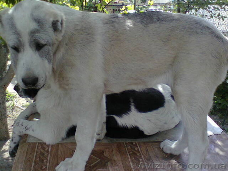 щенки среднеазиатской овчарки (САО, алабай, туркменский волкодав) - <ro>Изображение</ro><ru>Изображение</ru> #2, <ru>Объявление</ru> #671220