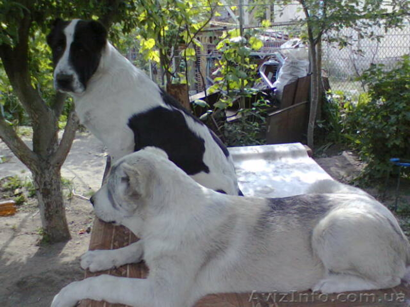 щенки среднеазиатской овчарки (САО, алабай, туркменский волкодав) - <ro>Изображение</ro><ru>Изображение</ru> #3, <ru>Объявление</ru> #671220