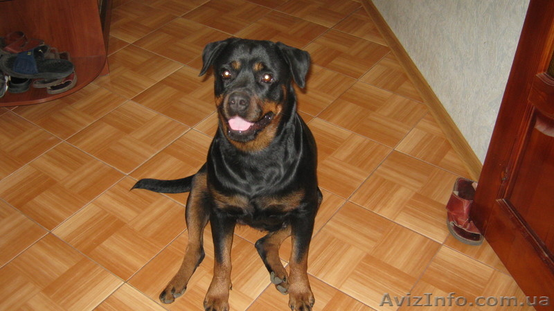 Надёжная защита Вас и вашего имущества - <ro>Изображение</ro><ru>Изображение</ru> #4, <ru>Объявление</ru> #669756