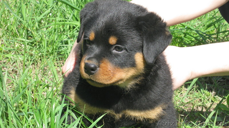 Надёжная защита Вас и вашего имущества - <ro>Изображение</ro><ru>Изображение</ru> #5, <ru>Объявление</ru> #669756