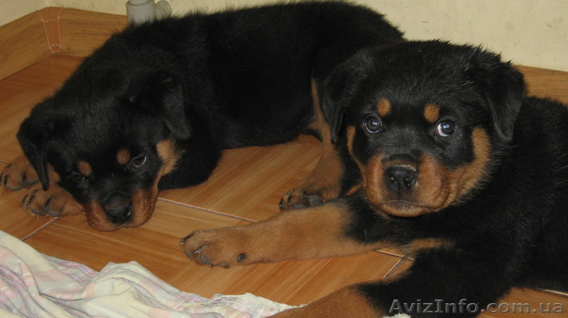 Надёжная защита Вас и вашего имущества - <ro>Изображение</ro><ru>Изображение</ru> #6, <ru>Объявление</ru> #669756