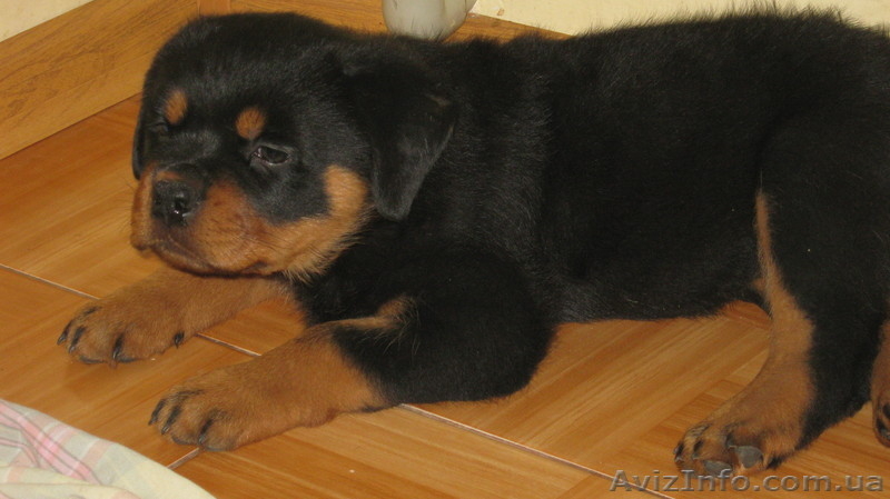 Надёжная защита Вас и вашего имущества - <ro>Изображение</ro><ru>Изображение</ru> #7, <ru>Объявление</ru> #669756