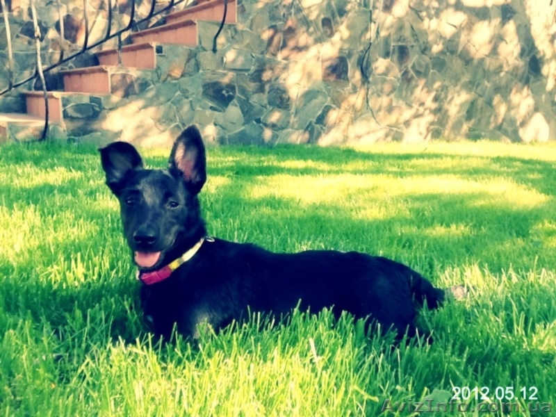 Лайма 4 мес метис пинчера очаровательная девочка - <ro>Изображение</ro><ru>Изображение</ru> #2, <ru>Объявление</ru> #658937