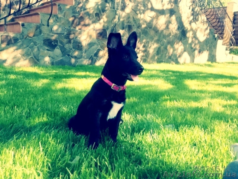 Лайма 4 мес метис пинчера очаровательная девочка - <ro>Изображение</ro><ru>Изображение</ru> #6, <ru>Объявление</ru> #658937