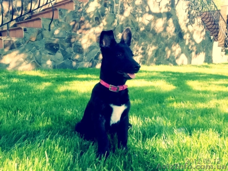 Лайма 4 мес метис пинчера очаровательная девочка - <ro>Изображение</ro><ru>Изображение</ru> #3, <ru>Объявление</ru> #658937