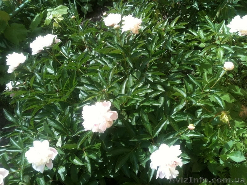 Продам рассаду: хризантемы,пионы,канны, ирисы,лилии,розы,гортензии,фиалки - <ro>Изображение</ro><ru>Изображение</ru> #1, <ru>Объявление</ru> #664806