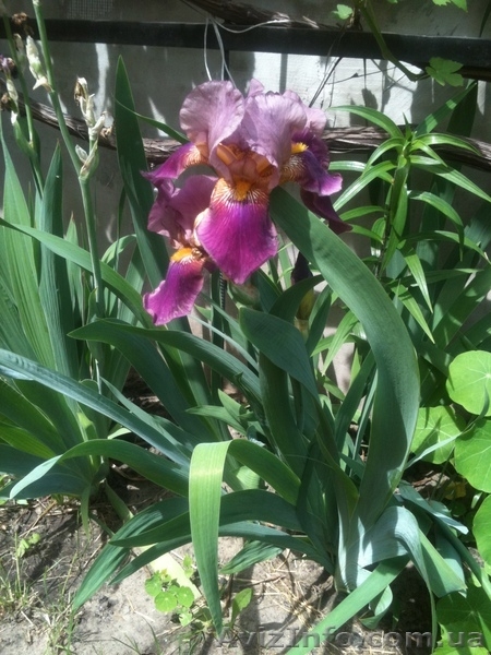 Продам рассаду: хризантемы,пионы,канны, ирисы,лилии,розы,гортензии,фиалки - <ro>Изображение</ro><ru>Изображение</ru> #5, <ru>Объявление</ru> #664806