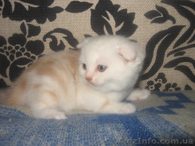  шотландские вислоухие котята  - <ro>Изображение</ro><ru>Изображение</ru> #2, <ru>Объявление</ru> #649269