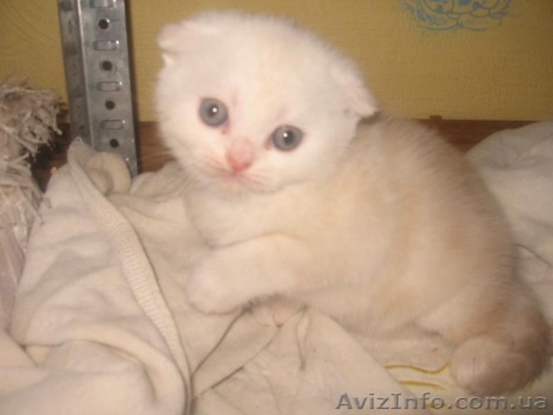  шотландские вислоухие котята  - <ro>Изображение</ro><ru>Изображение</ru> #3, <ru>Объявление</ru> #649269