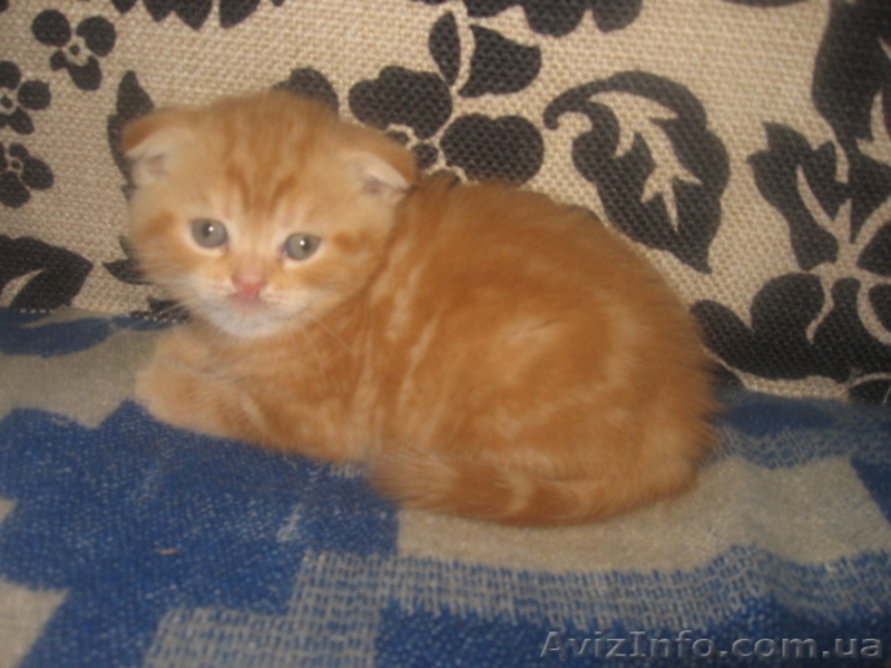  шотландские вислоухие котята  - <ro>Изображение</ro><ru>Изображение</ru> #4, <ru>Объявление</ru> #649269