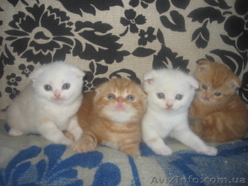  шотландские вислоухие котята  - <ro>Изображение</ro><ru>Изображение</ru> #1, <ru>Объявление</ru> #649269