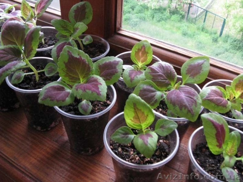 Продам молодой колеус - <ro>Изображение</ro><ru>Изображение</ru> #1, <ru>Объявление</ru> #663321