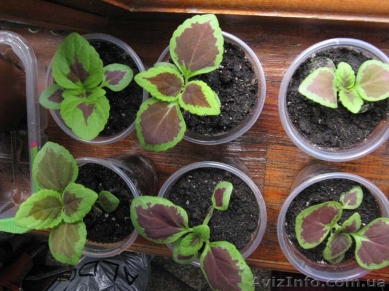 Продам молодой колеус - <ro>Изображение</ro><ru>Изображение</ru> #2, <ru>Объявление</ru> #663321