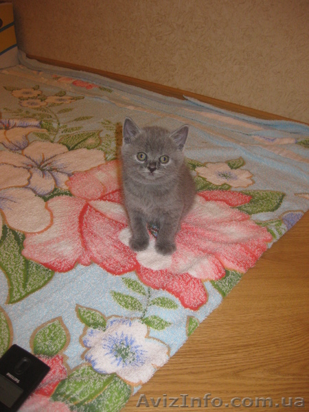 Котята британци - <ro>Изображение</ro><ru>Изображение</ru> #6, <ru>Объявление</ru> #635625