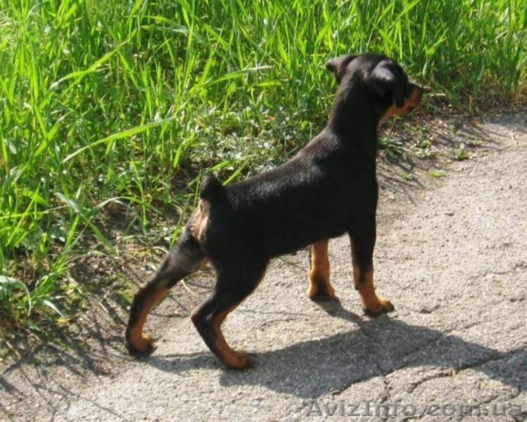 щенок-кобель цвергпинчер - <ro>Изображение</ro><ru>Изображение</ru> #1, <ru>Объявление</ru> #647279