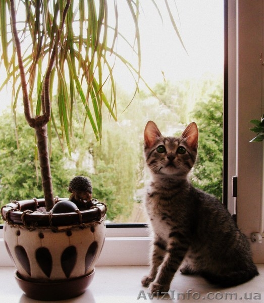 Отдм чудесного Котенка 3 мес.Метис - <ro>Изображение</ro><ru>Изображение</ru> #2, <ru>Объявление</ru> #654293