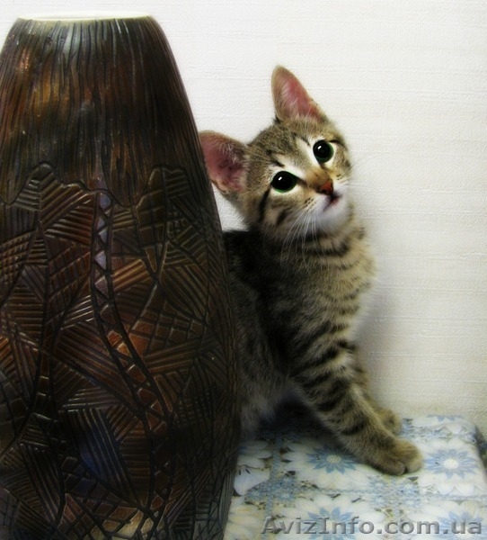 Отдм чудесного Котенка 3 мес.Метис - <ro>Изображение</ro><ru>Изображение</ru> #1, <ru>Объявление</ru> #654293