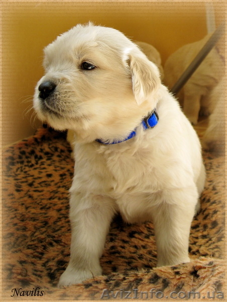 Щенки Золотистого ретривера! Счастье в каждый дом! - <ro>Изображение</ro><ru>Изображение</ru> #1, <ru>Объявление</ru> #653492