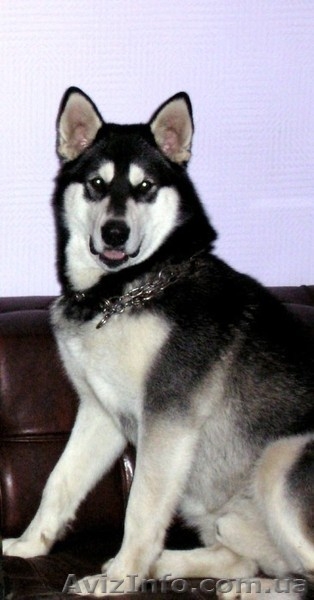 Аляскинский маламут  щенки - <ro>Изображение</ro><ru>Изображение</ru> #2, <ru>Объявление</ru> #661820