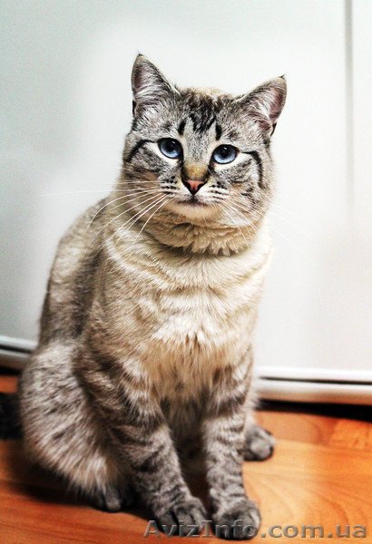 Котята в хорошие руки! - <ro>Изображение</ro><ru>Изображение</ru> #3, <ru>Объявление</ru> #649250