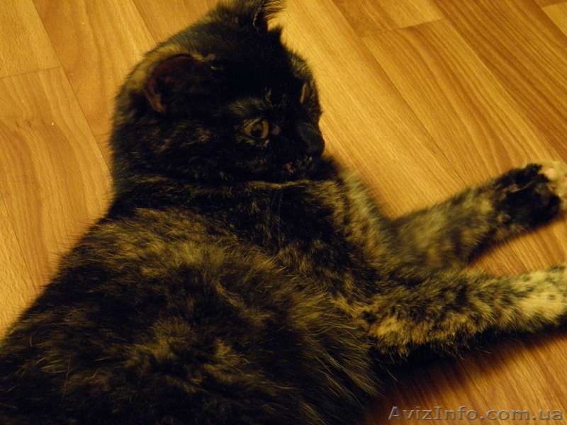 Котята в хорошие руки! - <ro>Изображение</ro><ru>Изображение</ru> #2, <ru>Объявление</ru> #649250