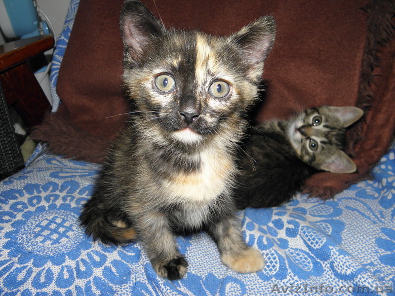 Котята в хорошие руки! - <ro>Изображение</ro><ru>Изображение</ru> #1, <ru>Объявление</ru> #649250