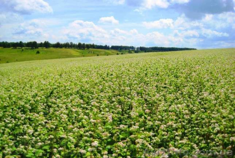 18 соток 45 км.с.Жуковцы,Обухов.р-н  - <ro>Изображение</ro><ru>Изображение</ru> #5, <ru>Объявление</ru> #271503