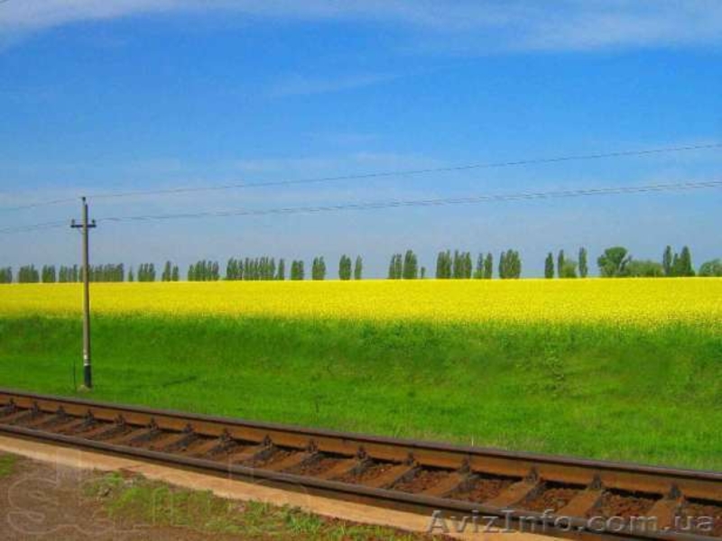 18 соток 45 км.с.Жуковцы,Обухов.р-н  - <ro>Изображение</ro><ru>Изображение</ru> #7, <ru>Объявление</ru> #271503