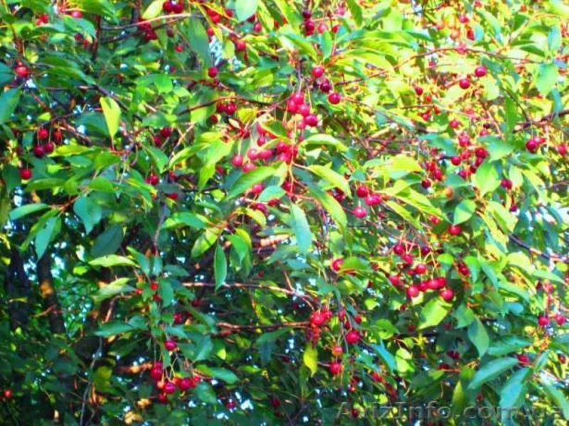 18 соток 45 км.с.Жуковцы,Обухов.р-н  - <ro>Изображение</ro><ru>Изображение</ru> #8, <ru>Объявление</ru> #271503