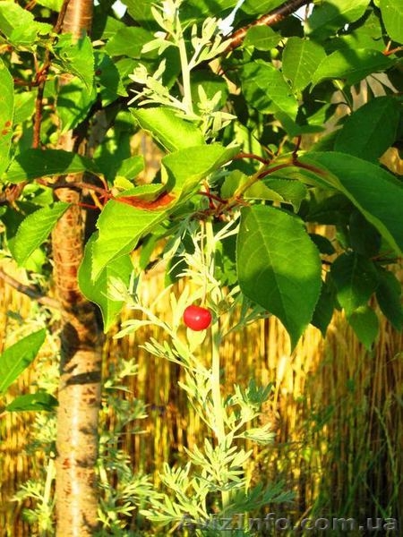 18 соток 45 км.с.Жуковцы,Обухов.р-н  - <ro>Изображение</ro><ru>Изображение</ru> #10, <ru>Объявление</ru> #271503