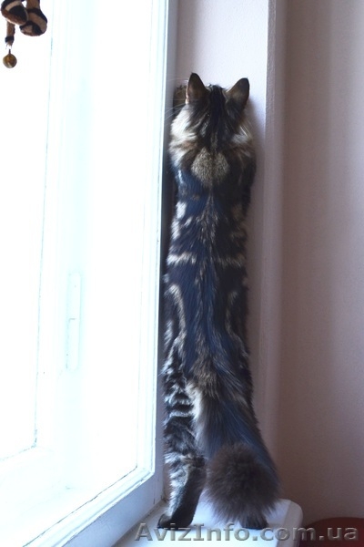 Известный питомник Bartalameo предлагает котят Мейн Кун (с видео) - <ro>Изображение</ro><ru>Изображение</ru> #2, <ru>Объявление</ru> #649556