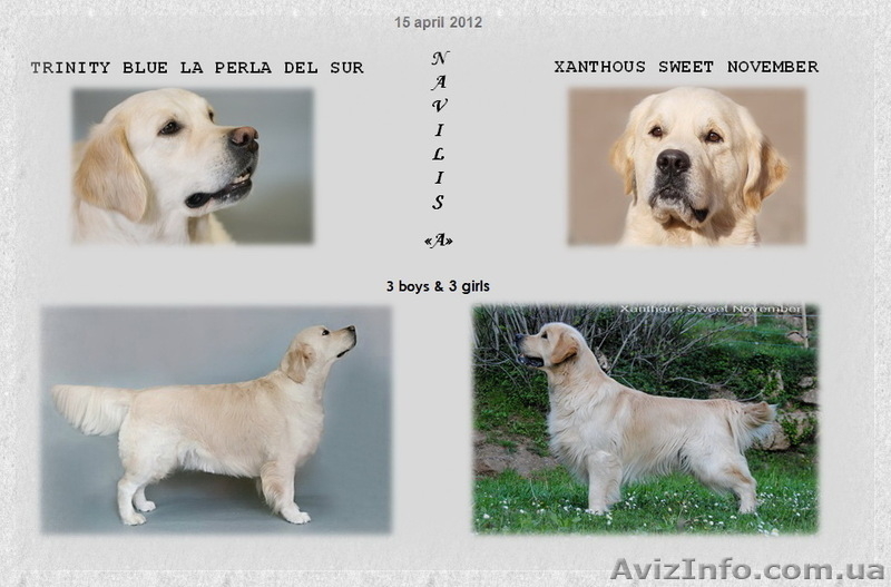 Щенки Золотистого ретривера! Счастье в каждый дом! - <ro>Изображение</ro><ru>Изображение</ru> #2, <ru>Объявление</ru> #653492